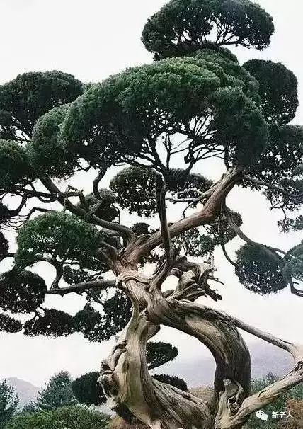 1.2 不宜种植在房屋的西北方