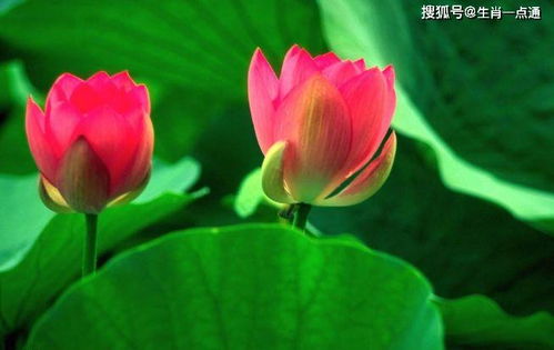 莲花指什么生肖？莲花打一生肖是什么生肖的象征？