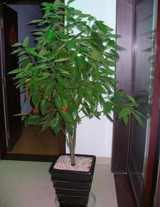 紫藤风水摆放时有哪些禁忌需要注意？