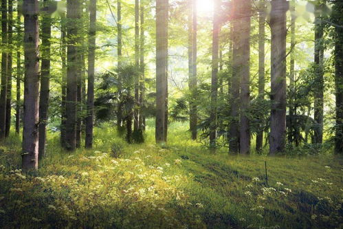 2. 生态修复项目实施效果