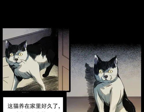 我试图站起身来但身体却像是被定住了一样。猫似乎感受到了我的害怕，它发出了一声尖锐的叫声，然后一下子消失在了空中。我听到了一声轻巧响，像是羽毛落在地上的声音。