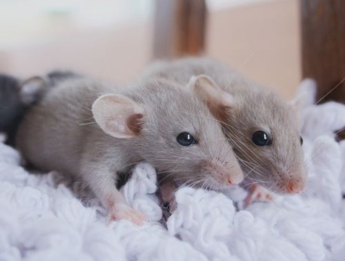 2026年属鼠农历4月和10月出生的人运势如何？