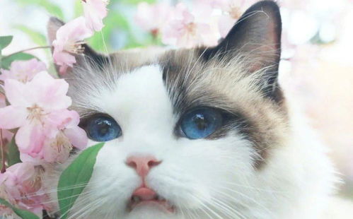 一只流浪的猫咪