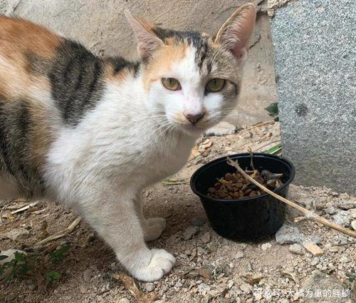 以婚妇女梦见一只可爱的小猫，这究竟是什么寓意呢？