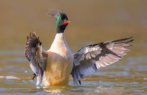 四、  野鸭子的律法保护与生态伦理反思