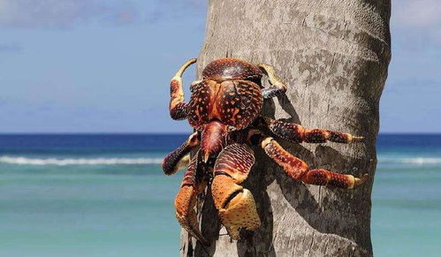 一、 古代神话与生肖星座之间的象征映射