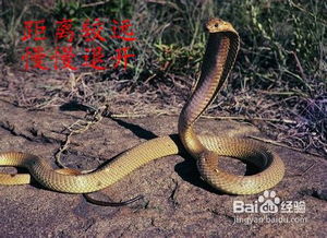 孕妇为什么会频繁在梦中遇到蛇，这种现象背后的原因是什么？