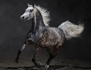 1. 生肖马：热情开朗且善于表达