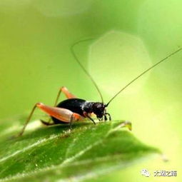 蟋蟀的寓意和意象究竟蕴含着怎样的深层含义呢？