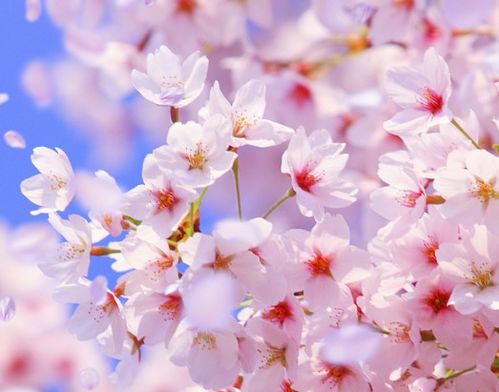 二、 桃花相的关键特点：解读女性体相中的爱情运势