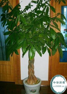 家里摆放绿植有哪些取名风水禁忌需要注意？