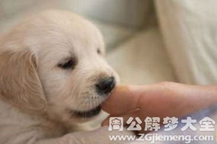 梦见被狗咬手是什么预兆，周公解梦有何解释？