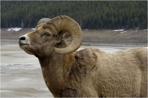 属羊的在一起工作合适吗？属羊的人做什么生意最赚钱？