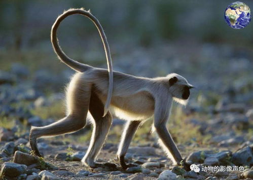 将寒气刺骨打一生肖，是哪个生肖尾巴长？