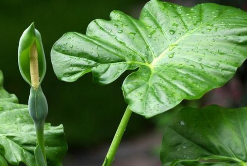 三、 风水寓意与空间范围布局提议