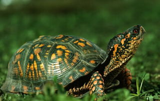 石龟的风水意义在最新视频中是如何体现的？