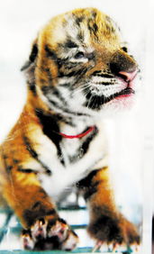 将虎头虎脑打一生肖，这个生肖的尾巴是长什么样的呢？