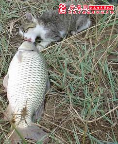 梦见猫吃鱼究竟预示着什么周公解梦里猫吃鱼有何特殊含义？