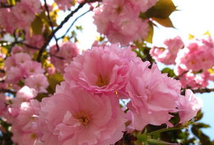 酉时（下午5点到7点）：善良淳朴与和谐关系