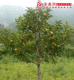 案例分析：深入理解梦境