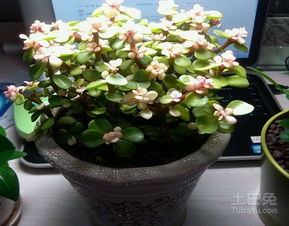 二、 金枝玉叶的风水讲究