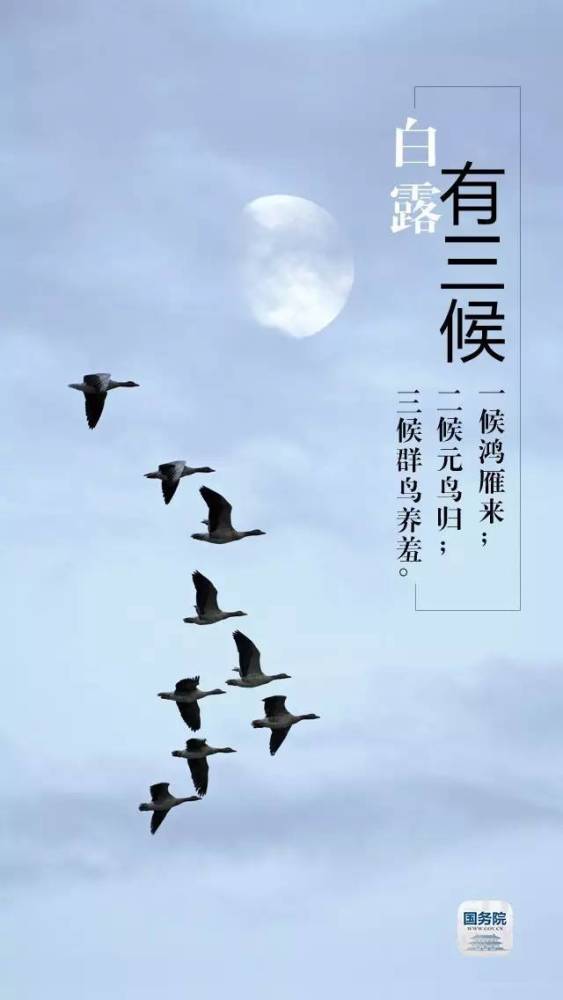 一候鸿雁来：迁徙之道的自然法则