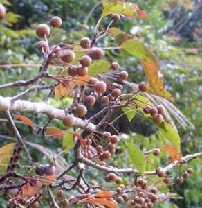梨子风水里，棠梨树种植在坟头有哪些风水禁忌需要注意？