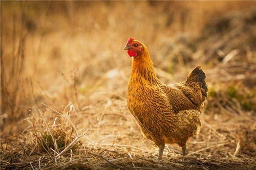 2026年81年属鸡男性运势如何？