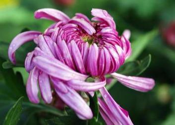 属虎八字火旺无土无金女人命运如何，改命缺金方法有哪些？