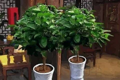 如何改善店门前正对树的风水，将平安树改对入户门？