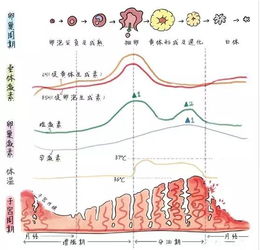 不同阶段的“厚度”