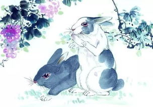 2026年属兔的人感情运势如何，爱情方面会有哪些变化？