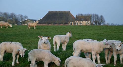 羊长羊短属什么生肖？新羊旧羊又一春是哪生肖？
