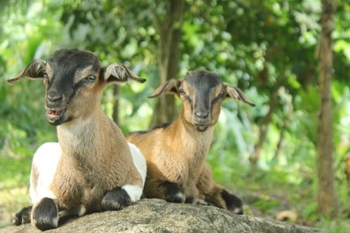 1967年属羊女性2026年运势如何变化？