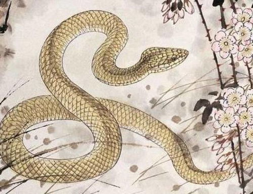 2026年属蛇人的财运和颜色具体是什么意思？