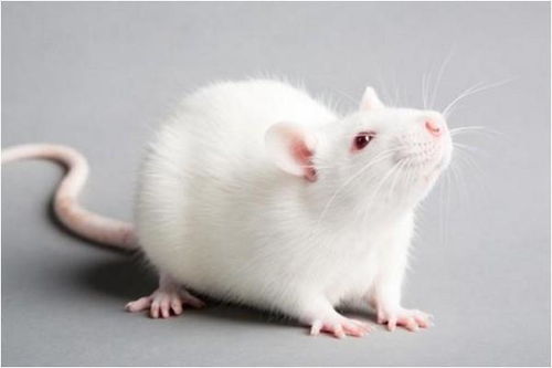 属龙与属鼠友情配对如何？父母属鼠孩子属龙，宜养狗吗？这其中的道理是什么？