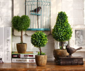 惯与大树与顶心煞的影响