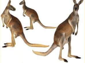 天上动物和蹦蹦跳跳的动物分别属于哪个生肖？