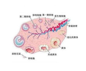 1-2 输卵管通畅：管道堵塞还是信号失效？