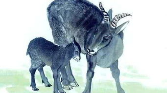 属虎羊未时出生的人婚姻如何？虎与羊相配意味着什么？