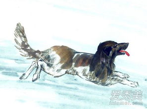 属狗的人性格特点有哪些？