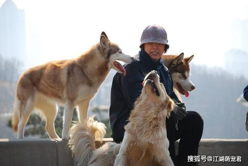 为什么老一辈常说风水学中有哪些人不养狗，同时养狗为何不能养两只？