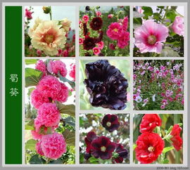 花的象征意义如何结合花取名