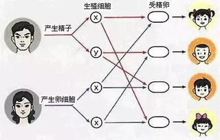二、 生理状况与周边环境交互作用：酸碱平衡、排卵时间段及外部污染因子