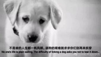 二、 属猴者：细腻情感与较高尚伦理的内在统一