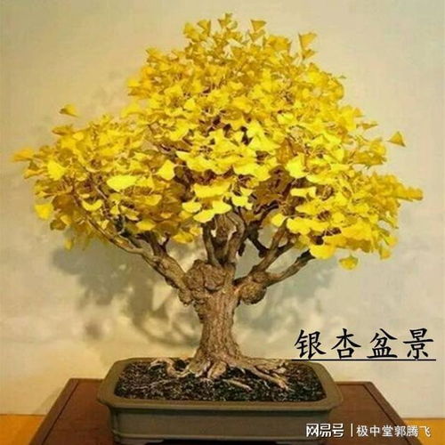 多重效益：从驱邪到招财