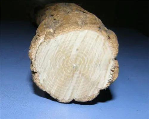 灵芝作为神药与辟邪符号的双重属性