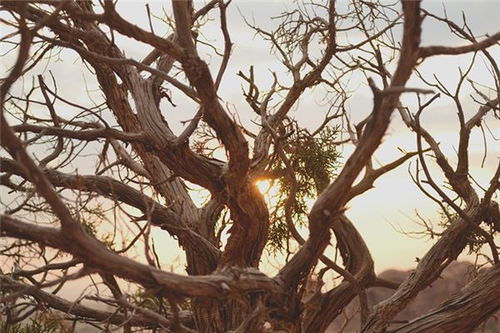 枯木诈尸发芽？要发霉的节奏！