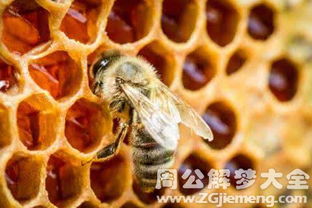 梦见火烧蜜蜂是什么不祥的预兆？