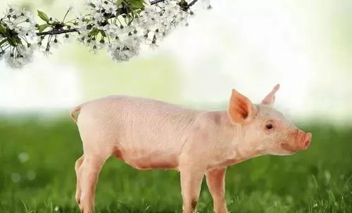 2026年属猪的人运势如何，会有什么重大事件发生？